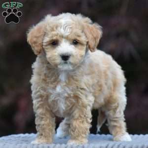 Beau, Bich-Poo Puppy
